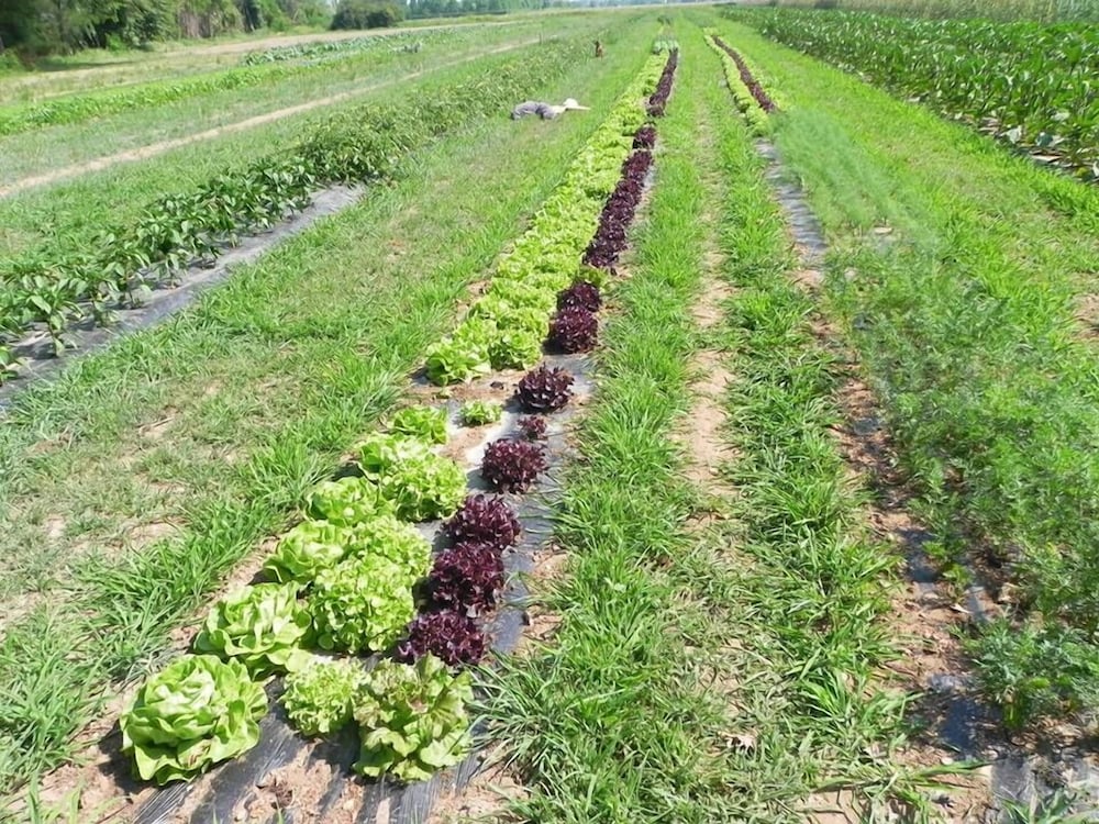 Фото Agriturismo Cascina Poscallone