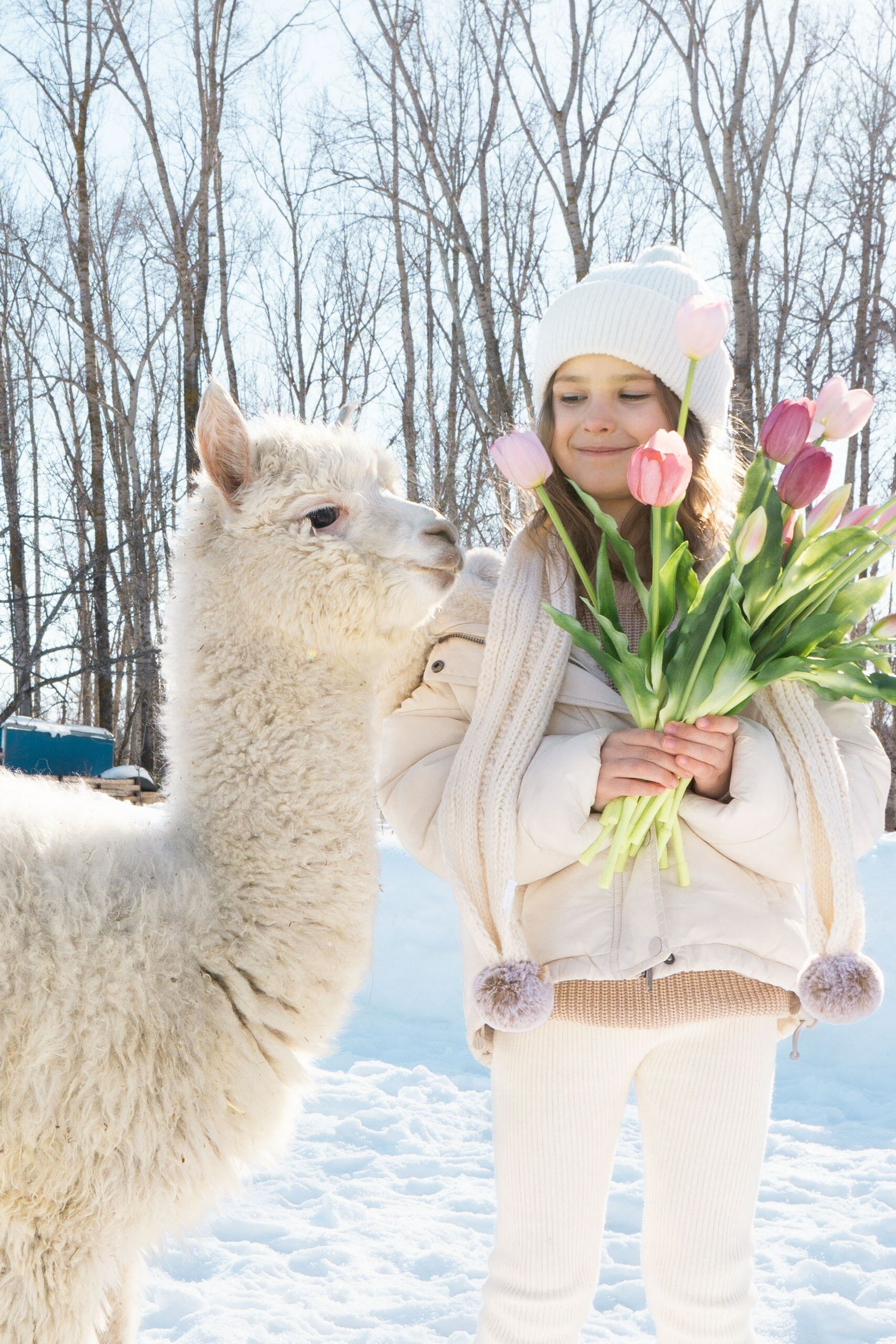 Фото Пара Альпак