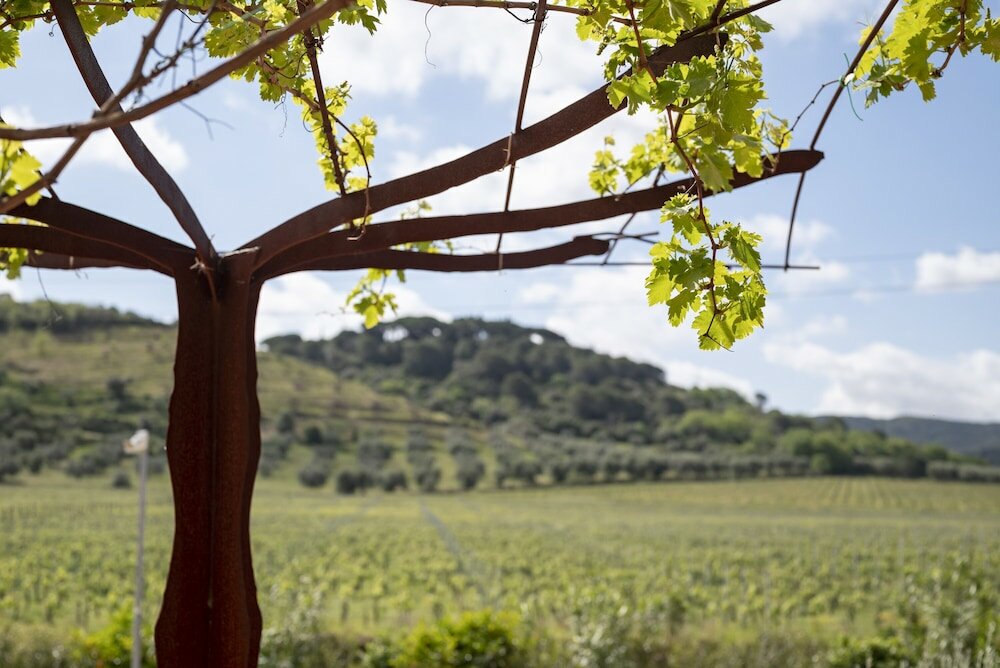 Фото Il Cru di Vignanova