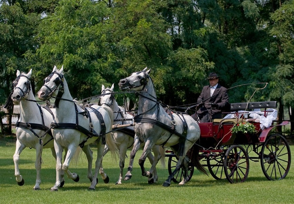 Фото Gereby Kuria Hotel es Lovasudvar