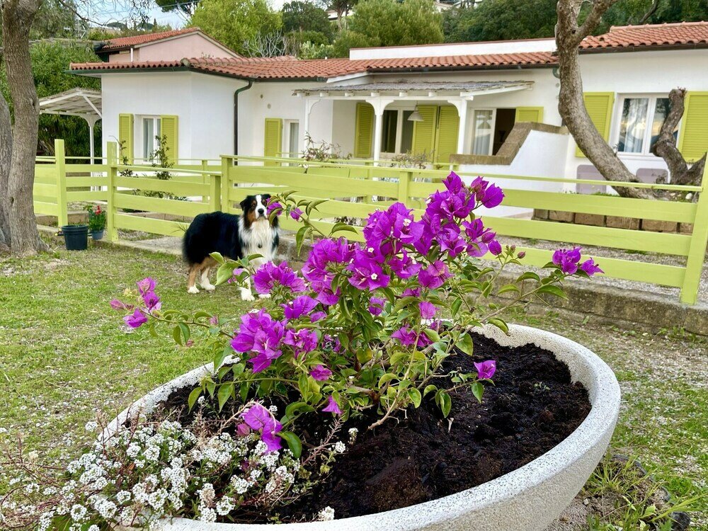 Фото Les Bouganvilles by SolturElba