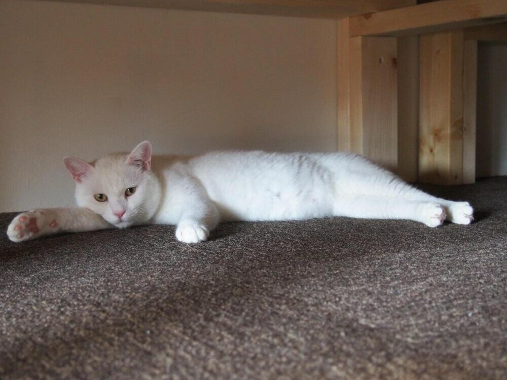 Фото Mad Cat Hostel Osaka & Bar