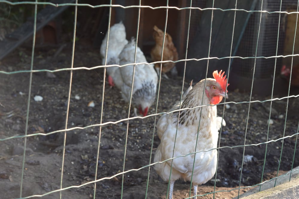 Фото B&b Maas EN Heuvel Maastricht