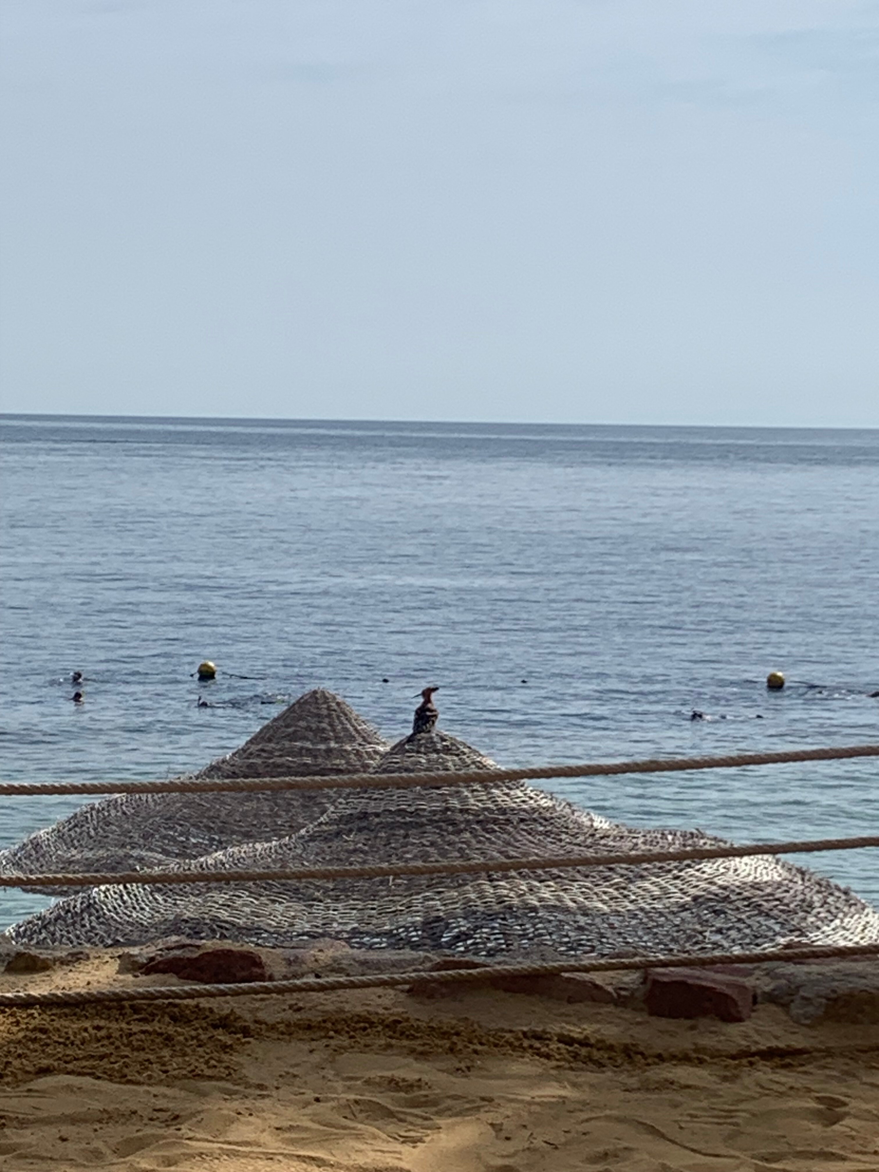 Фото Renaissance Sharm El Sheikh Golden View Beach Resort