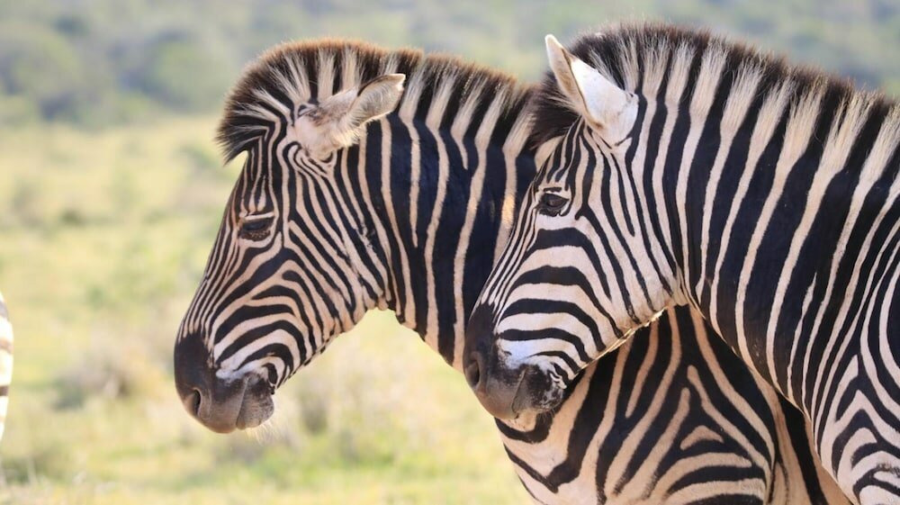 Фото Elephants Footprint Lodge