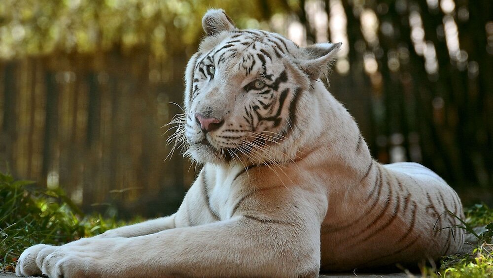 Фото Magnuson Hotel Little Rock South