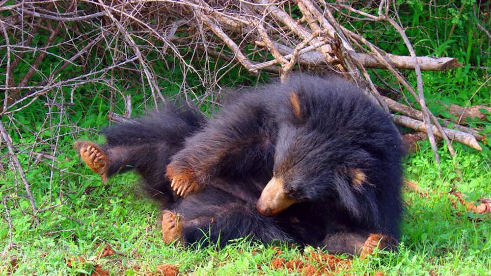 Фото Samorich Hotel