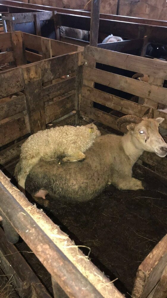 Фото Prestshús 2 Guesthouse