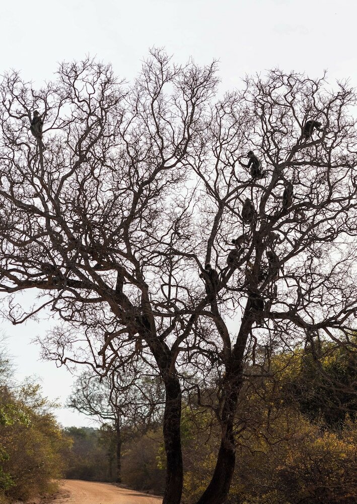 Фото Hilton Yala Resort