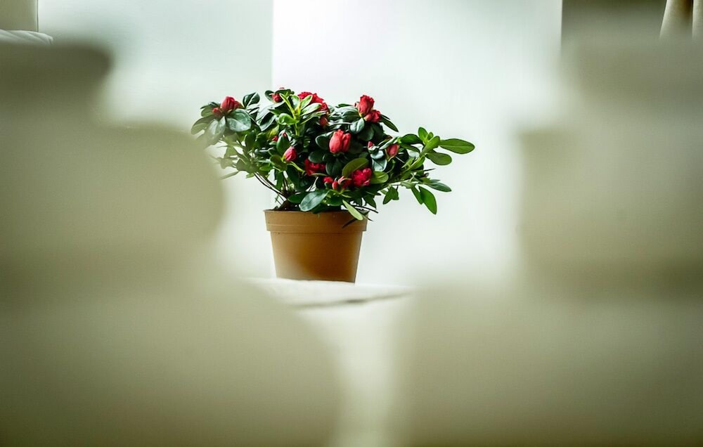 Фото Mr. Charlie Brown