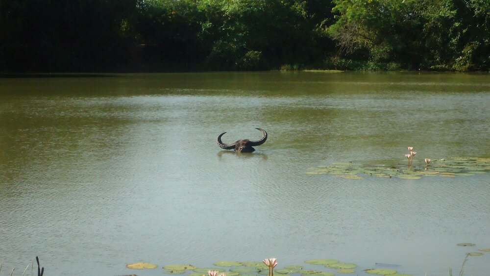 Фото Yala Big Game Drive with Heina Eco Team