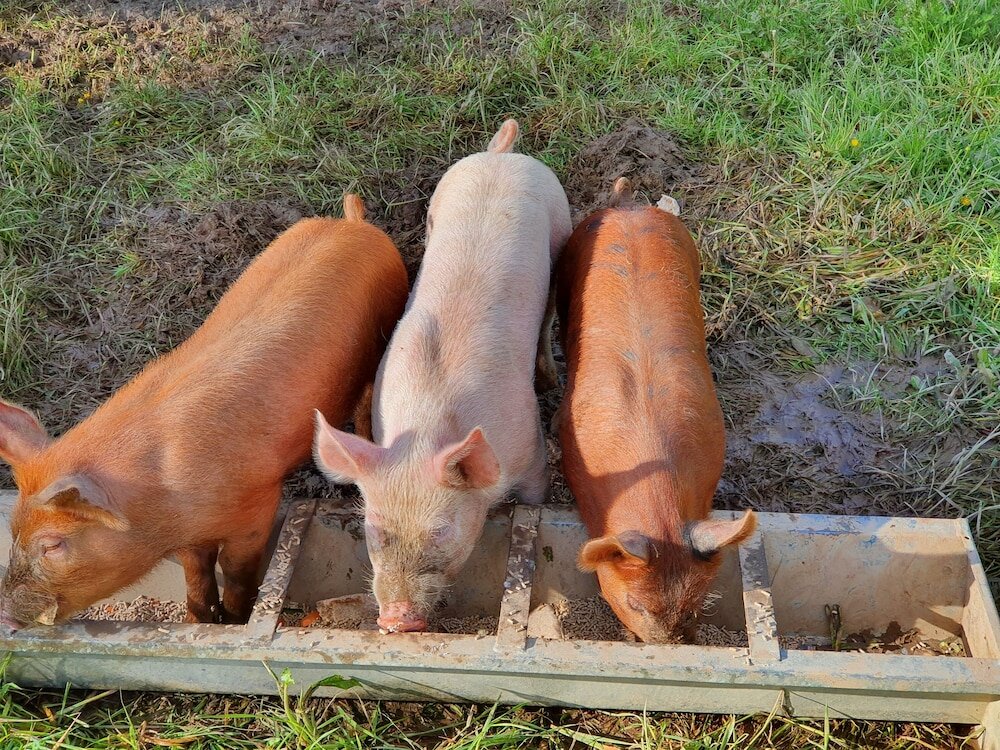 Фото Dartmoor Reach Alpaca Farm