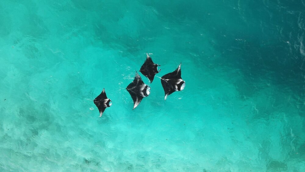 Фото Thundi village and SPA