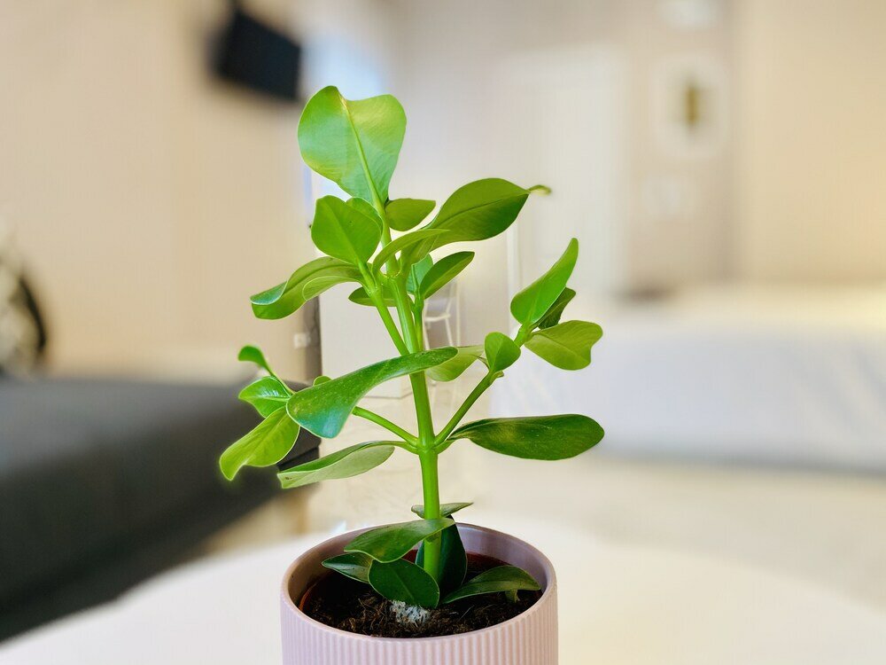 Фото Central Syntagma Square Studio in Athens - Shell