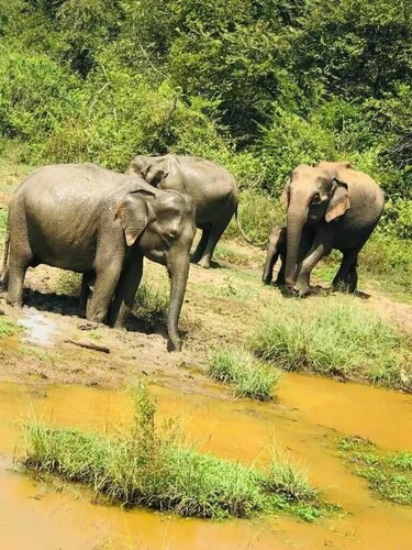 Гостиница Wildlife Safari House в Провинции Сабарагамува