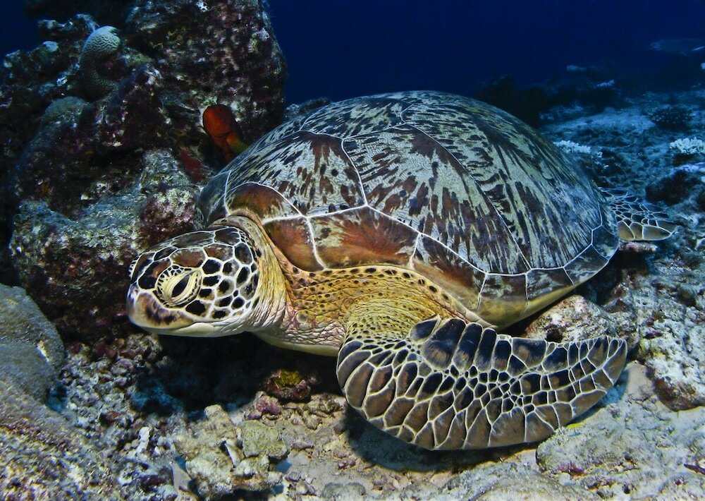 Фото Manta Reserve