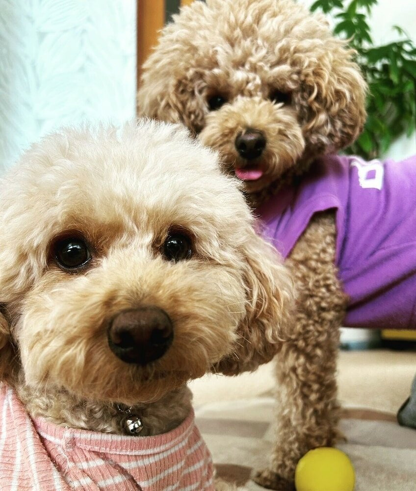 Фото Mt. Fuji koko wantyanOK sintikubessō