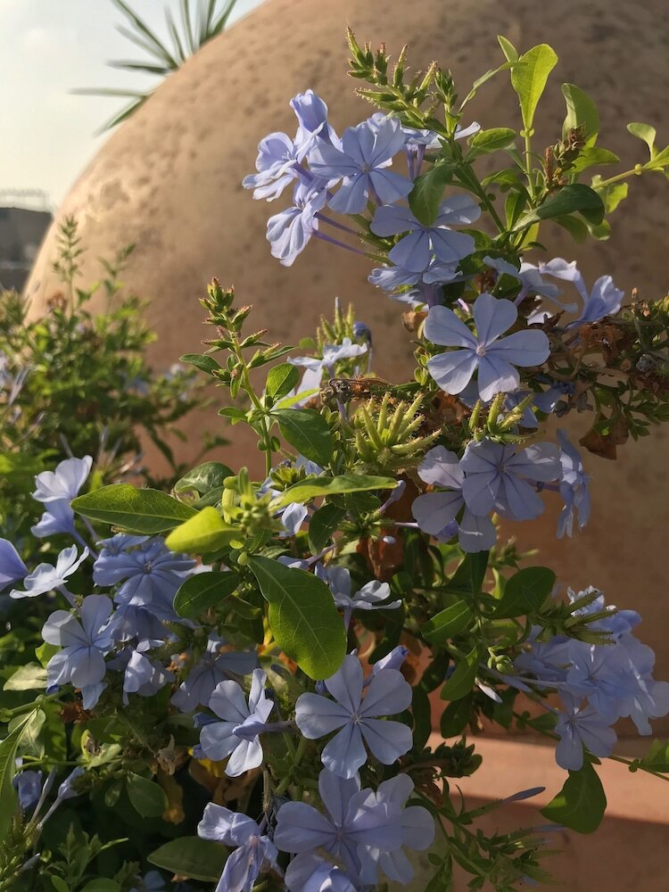 Фото Dar Chibania