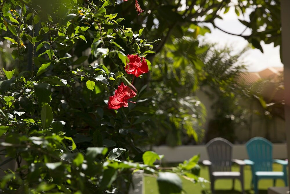 Фото Little Jungle Apartments Aruba