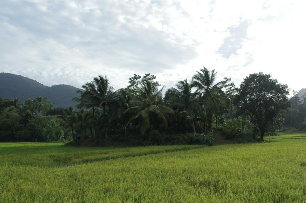 Фото Traveller's Choice Sinharaja