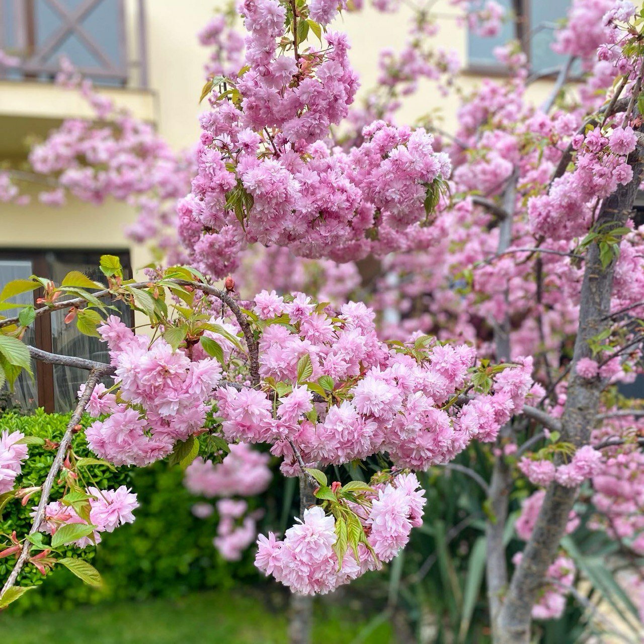 Фото Sineva Del Sol