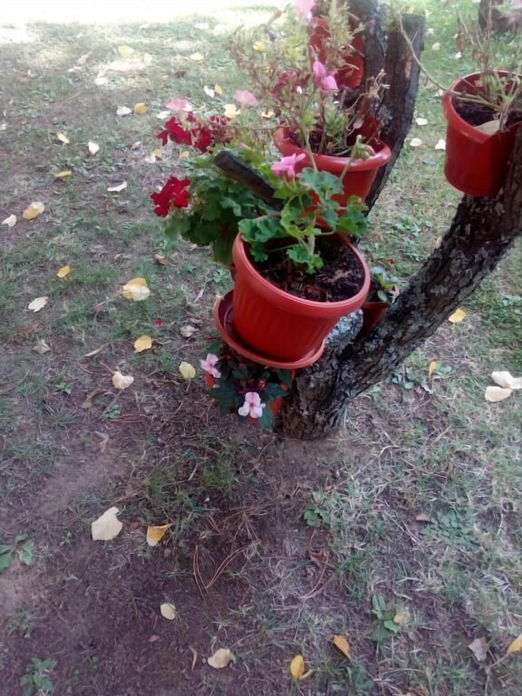 Фото Balneo Hotel Roza