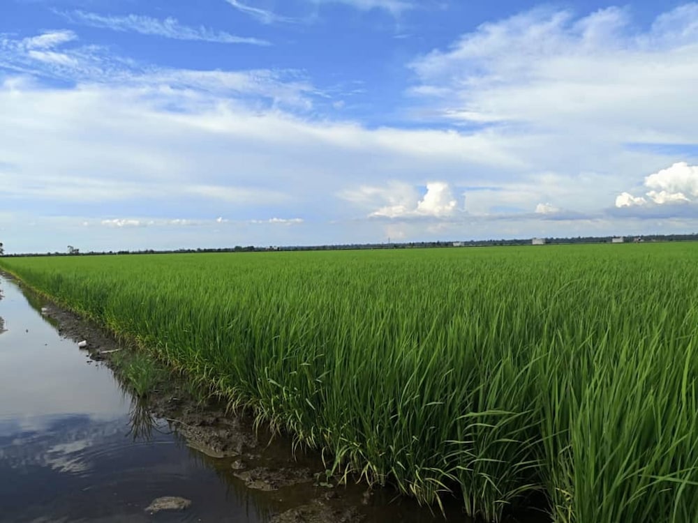 Фото The One Boutique Hotel Sekinchan