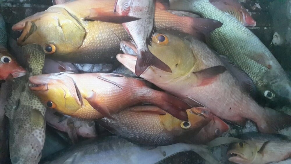 Фото Hudhu Raakani Lodge