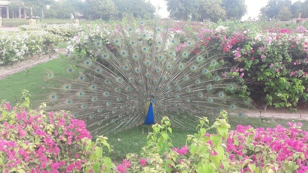 Фото Bassi Fort Palace