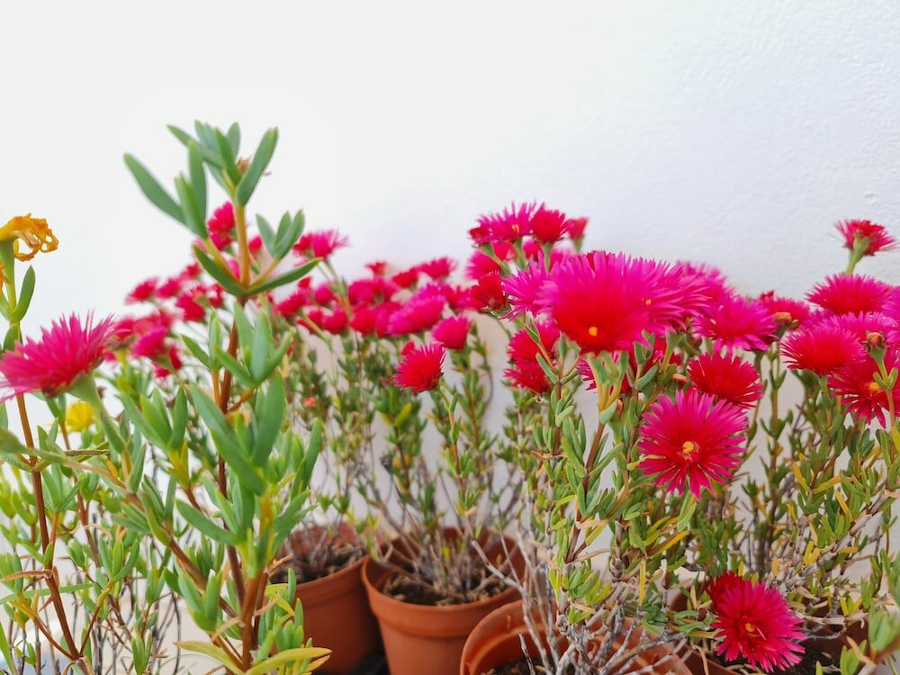 Фото Sunlight House