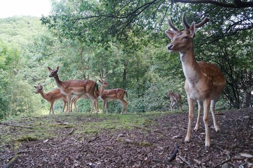 Внешний вид отеля Regiohotel Schanzenhaus Wernigerode в Вернигероде, фото 4