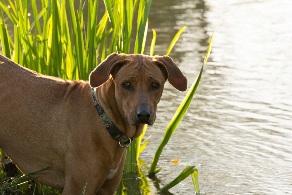 Фото De Kombuys Estate