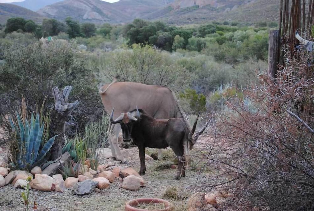 Фото Zwartberg View Mountain Lodge