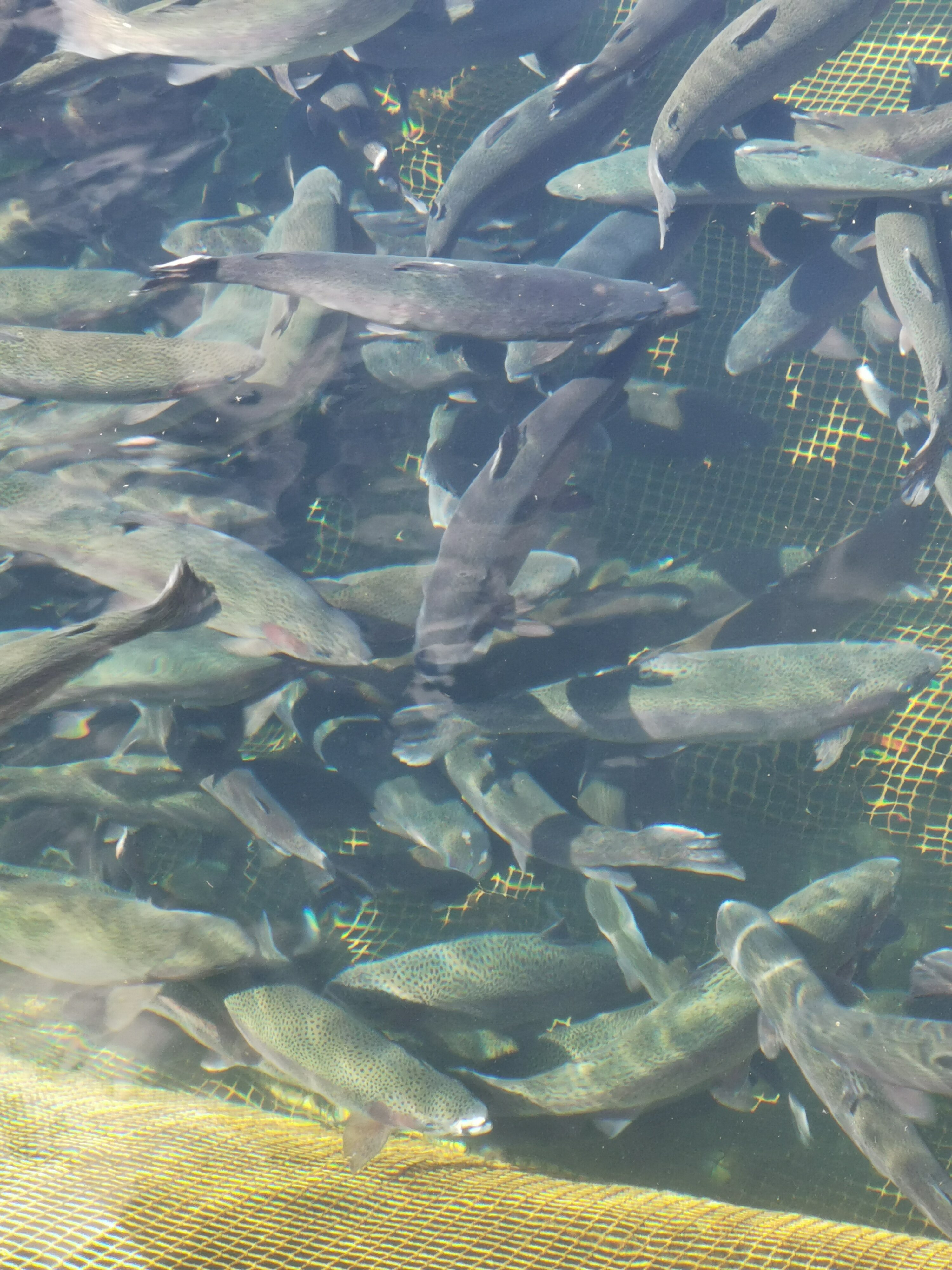 Фото Царская рыбалка