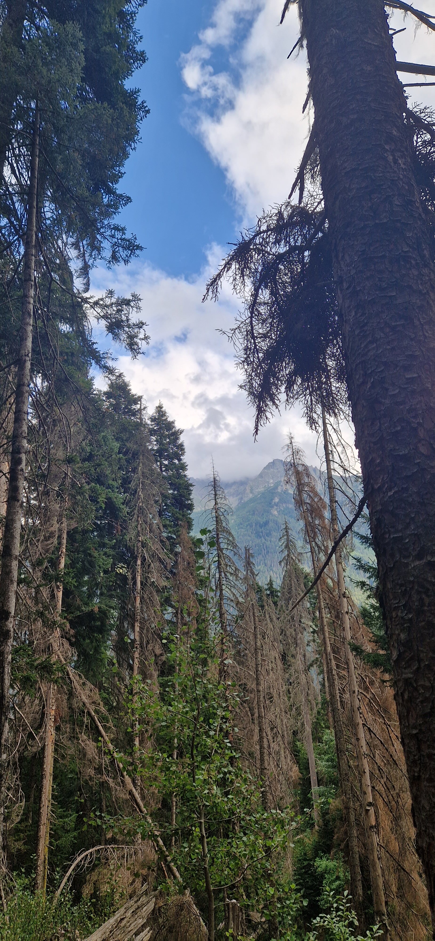 Фото Дубки Snow Point