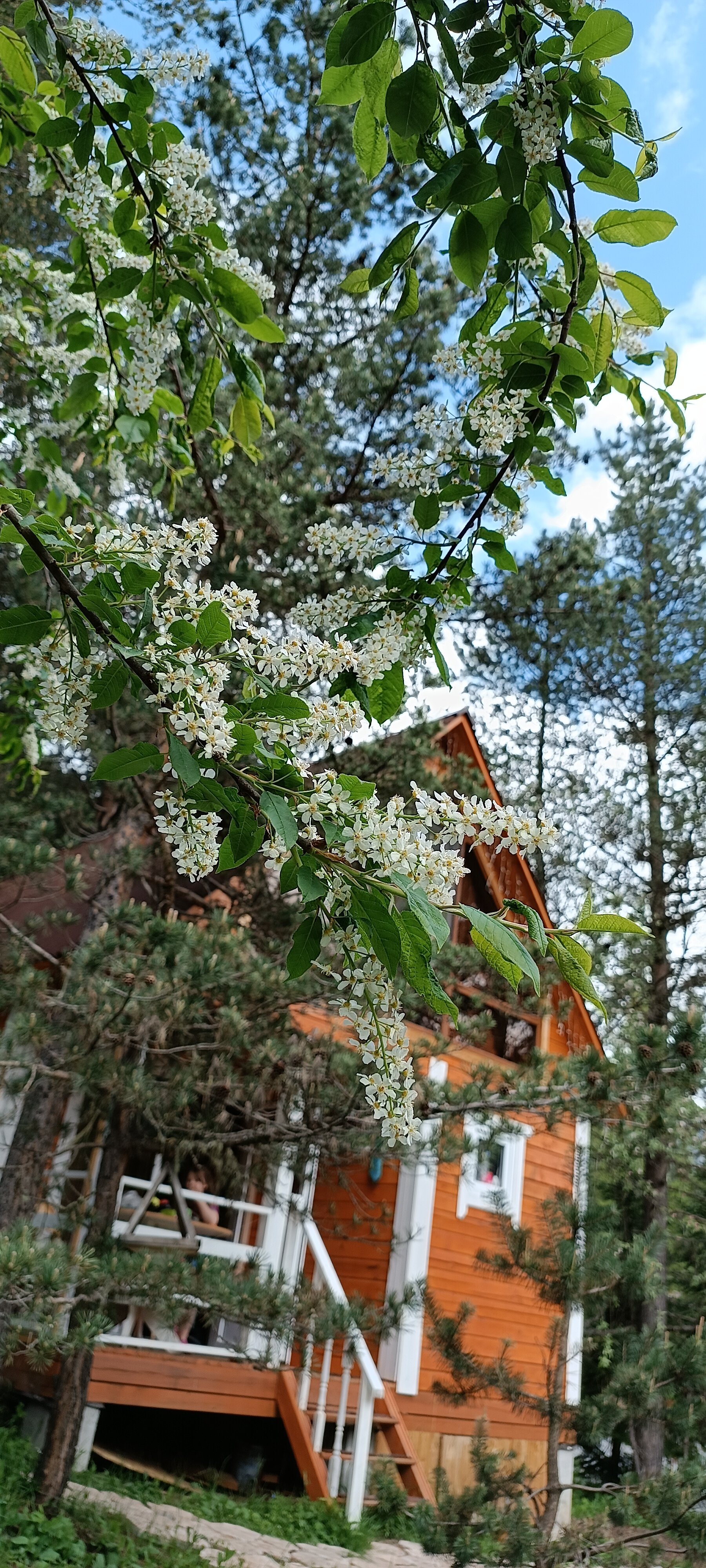 Фото Paradise Arkhyz