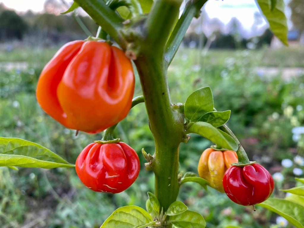 Фото Арт Хаус