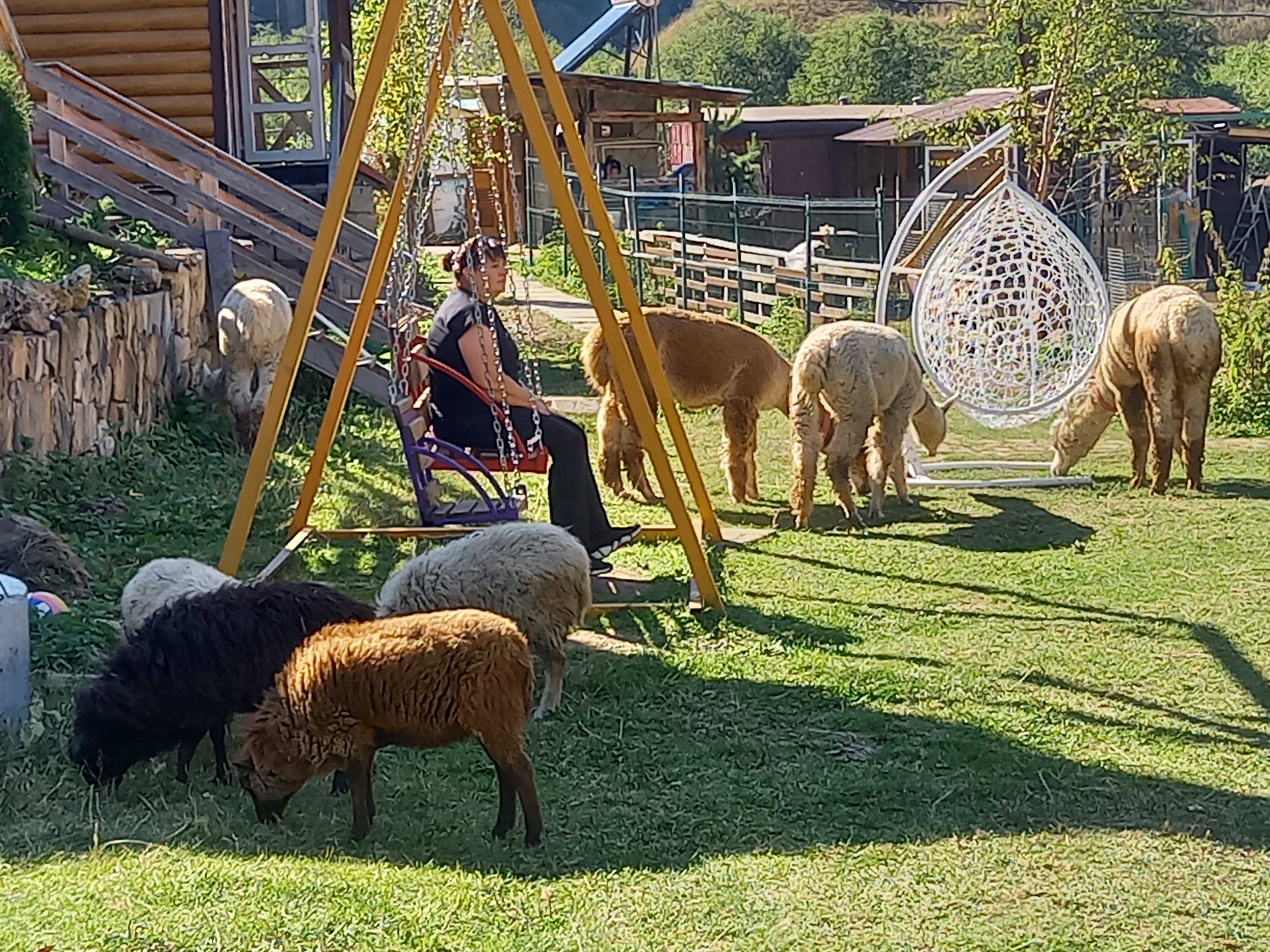 Фото Альпака