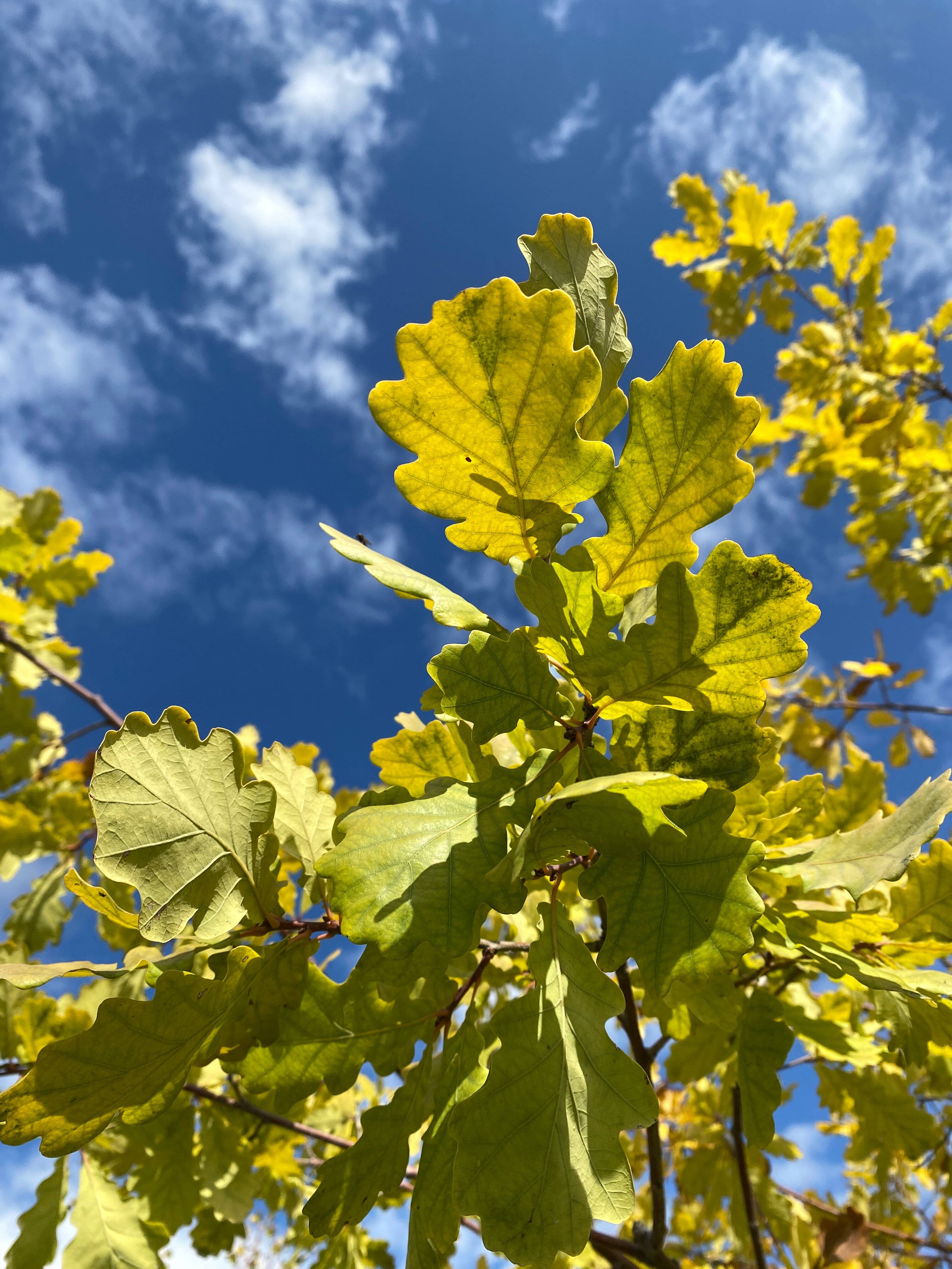 Фото Бабушкина дача