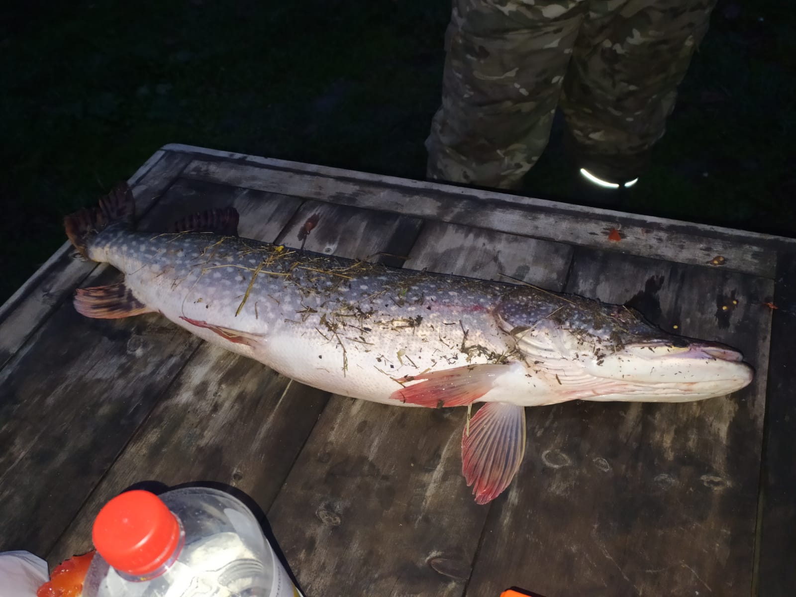 Фото Домик на дереве