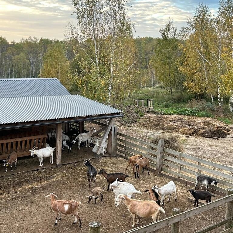 Фото Ясно Поле