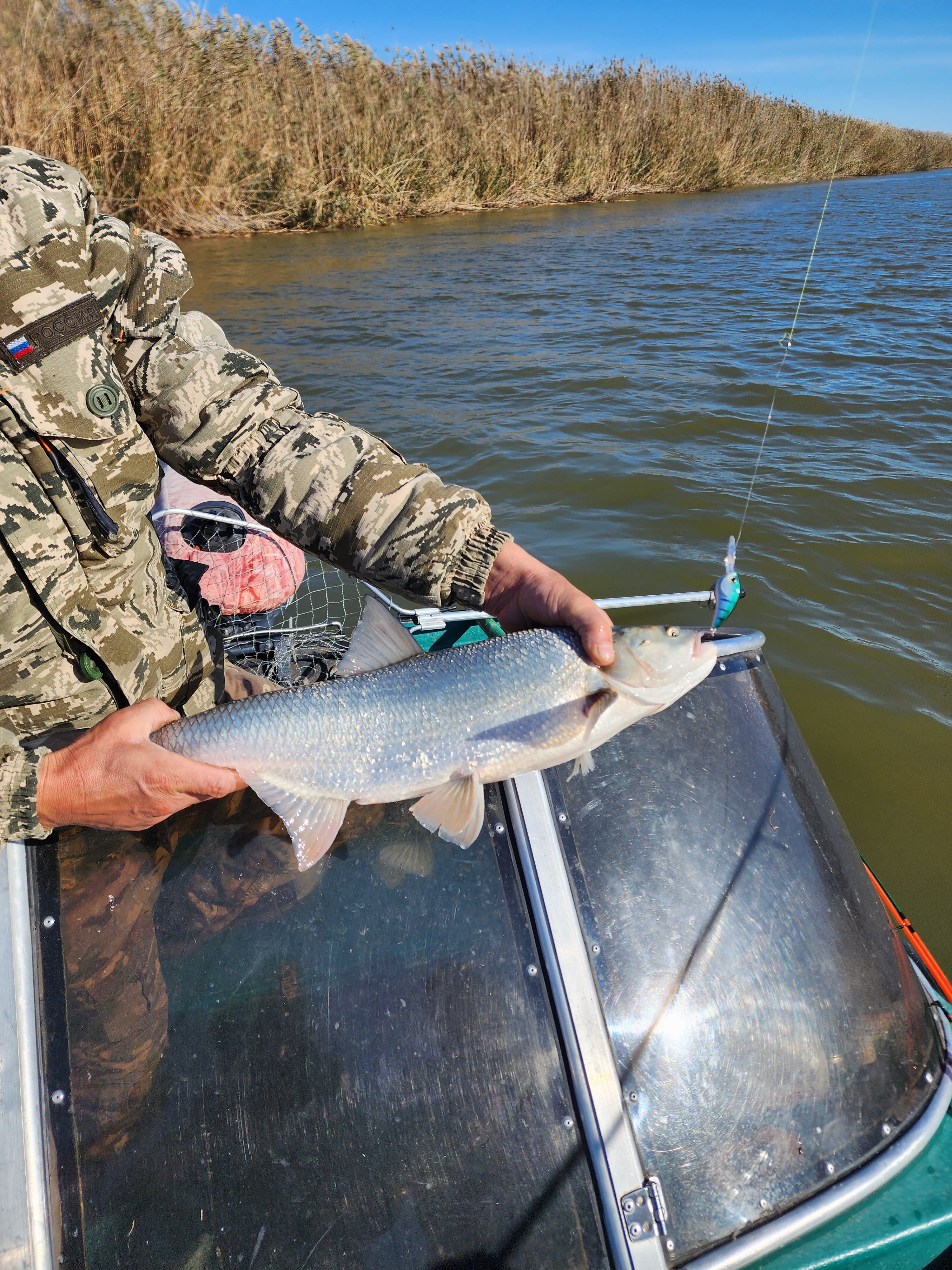 Фото Пиранья Дельта