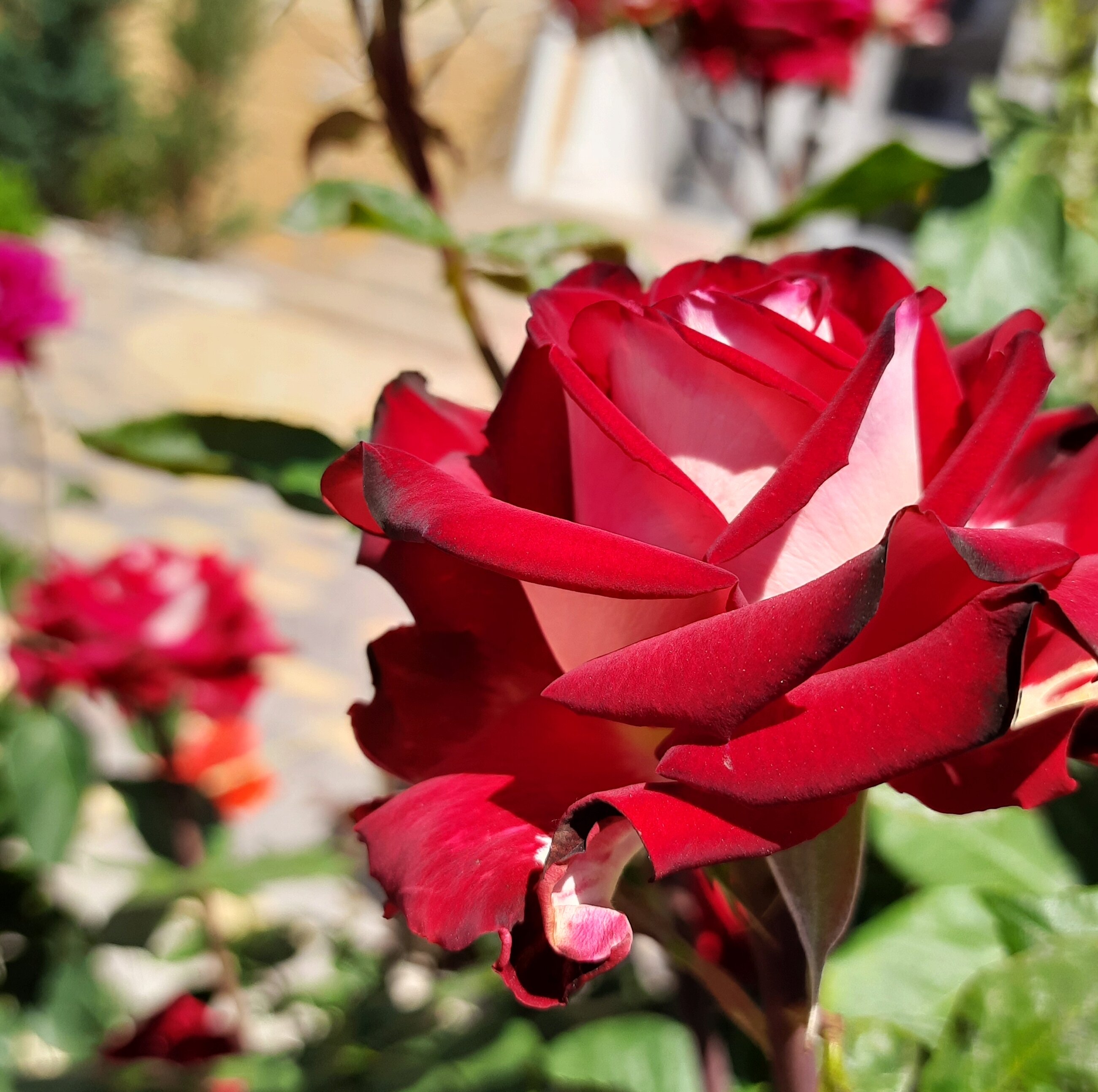 Фото Южный ветер