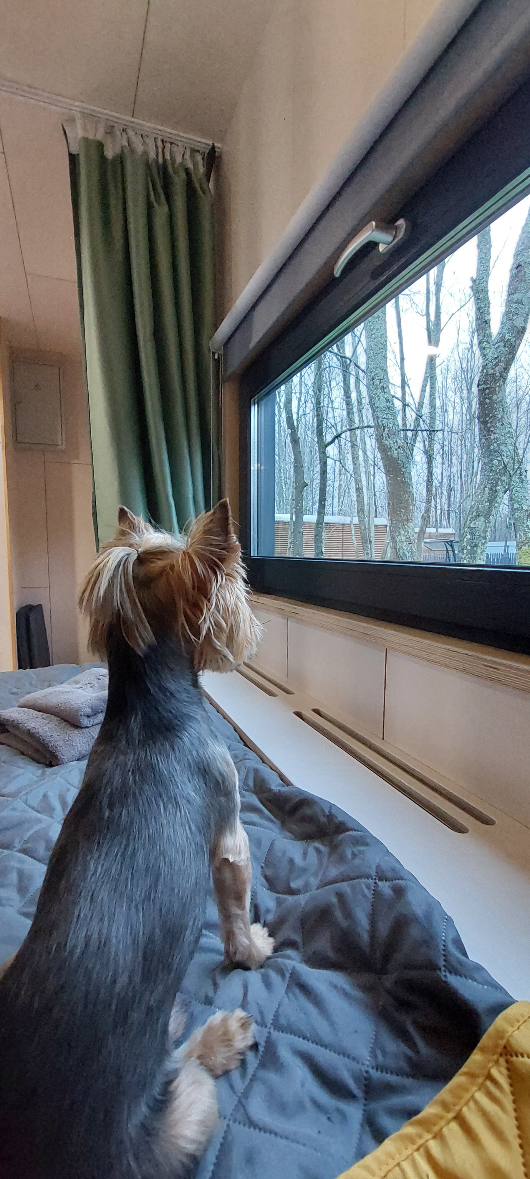 Фото Ёlki в Правдинское озеро