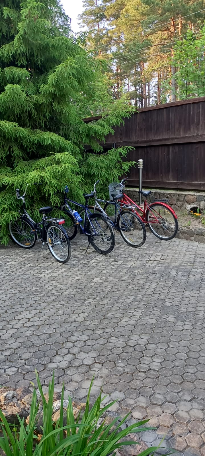 Фото Можжевеловый бор