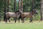 Азимут (Заречная ул., 22А, село Фоки), конный клуб в Пермском крае