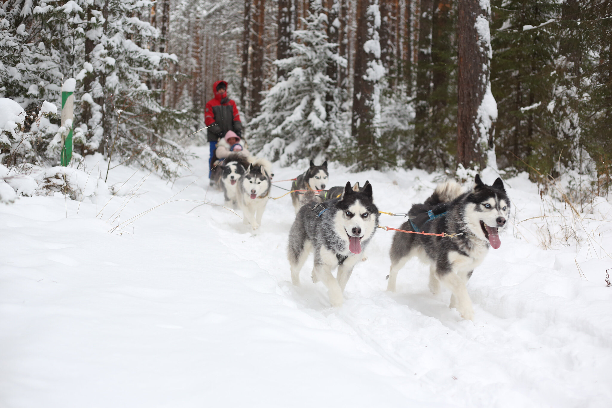 Фото Таежная Рось