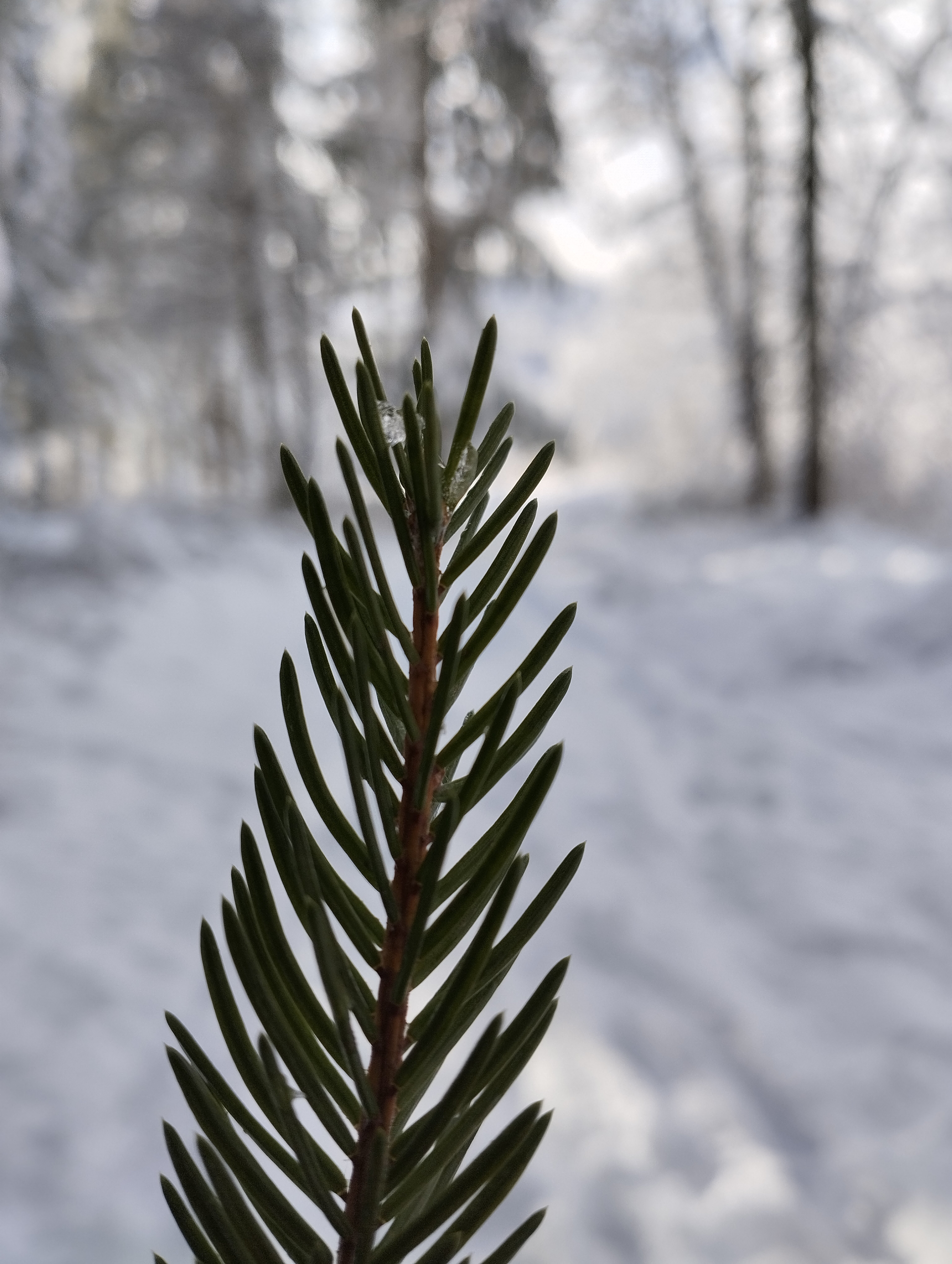 Фото Горный Хрусталь