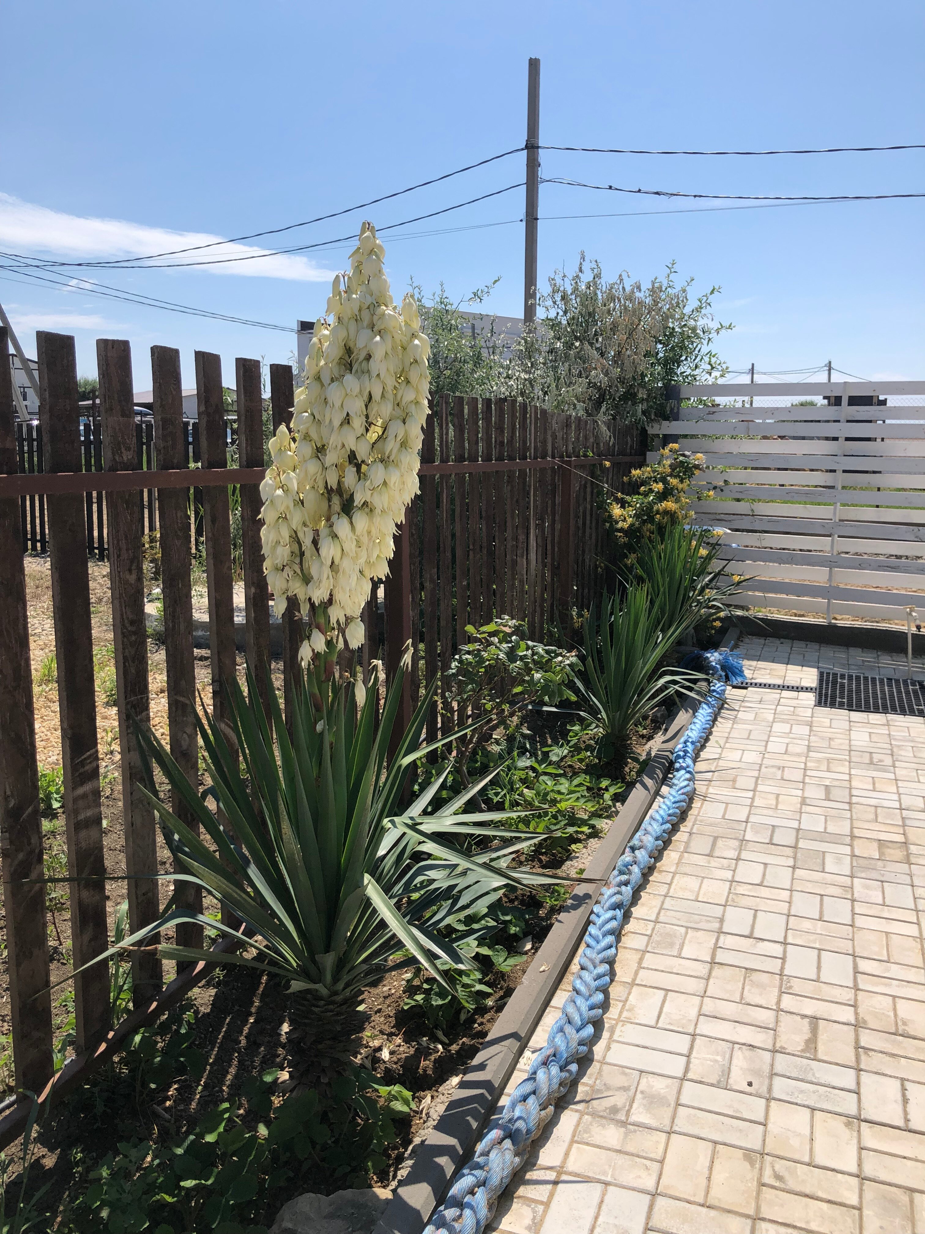 Фото Роза ветров