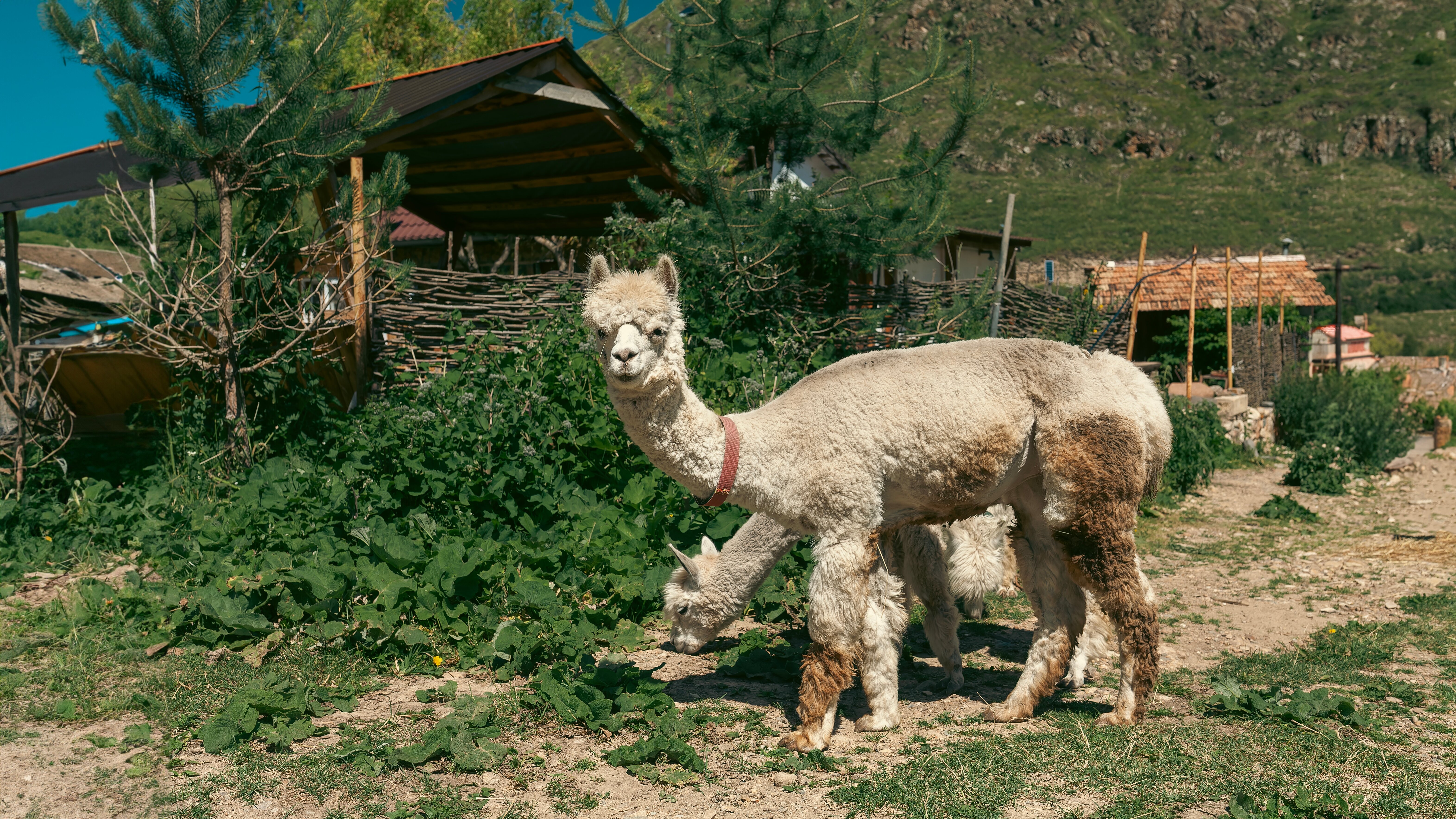 Фото Альпака